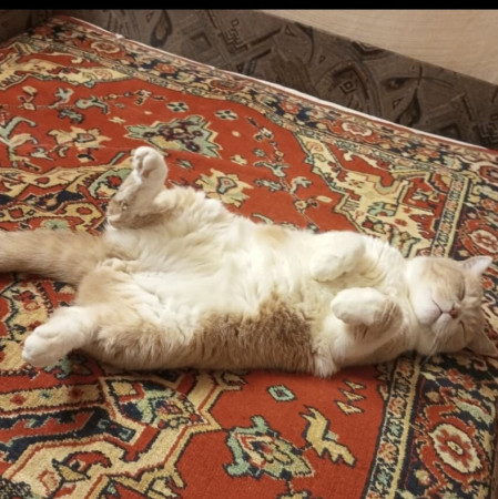 Семен ищет нового хозяина , Рыжий с белым, Выхино, Кот в добрые руки