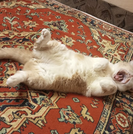 Семен ищет нового хозяина , Рыжий с белым, Выхино, Кот в добрые руки