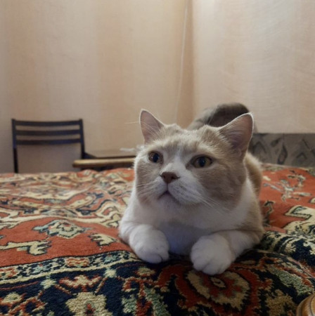 Семен ищет нового хозяина , Рыжий с белым, Выхино, Кот в добрые руки