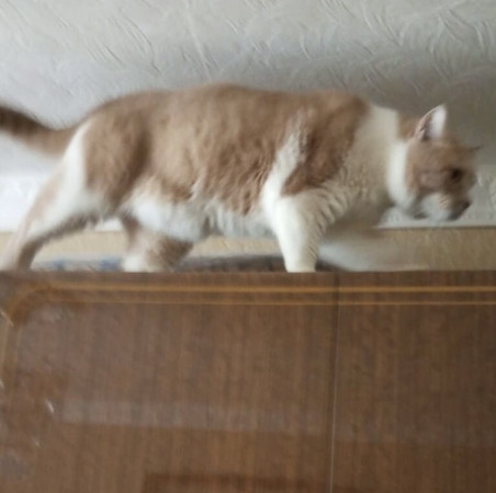 Семен ищет нового хозяина , Рыжий с белым, Выхино, Кот в добрые руки