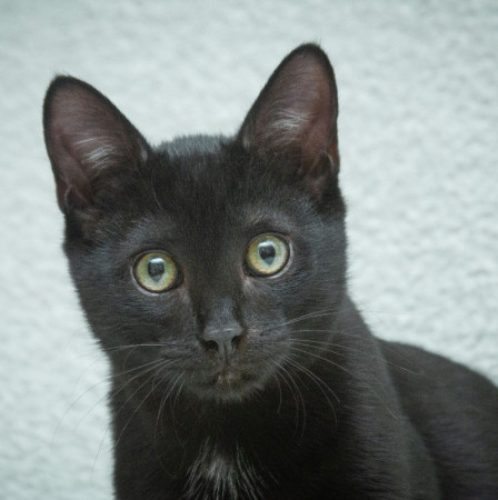 Ищет свою семью малыш Уголек! В дар!, котенок 5 месяцев