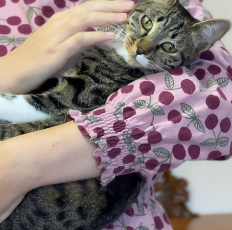 Ищу самого лучшего и ответственного хозяина для кошечки Фреи., Табби, Университет, Кошка в хорошие руки