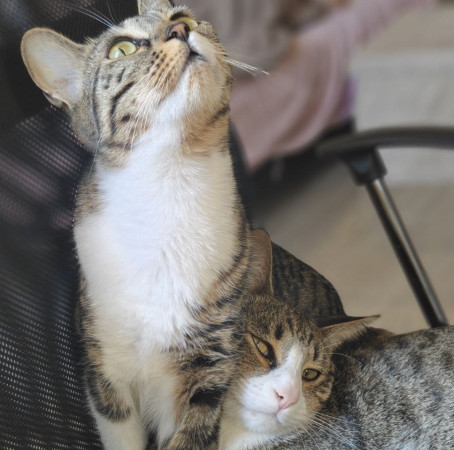 Ищу самого лучшего и ответственного хозяина для кошечки Фреи., Табби, Университет, Кошка в хорошие руки