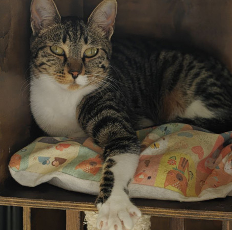 Ищу самого лучшего и ответственного хозяина для кошечки Фреи., Табби, Университет, Кошка в хорошие руки