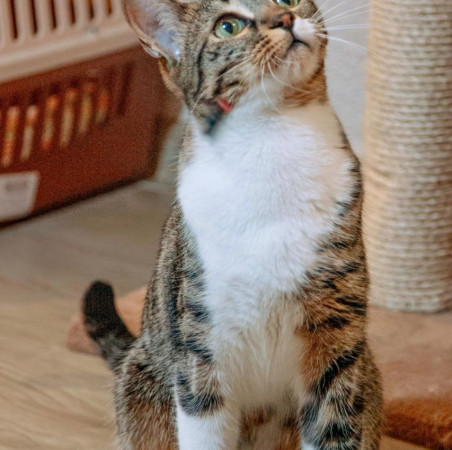 Ищу самого лучшего и ответственного хозяина для кошечки Фреи., Табби, Университет, Кошка в хорошие руки