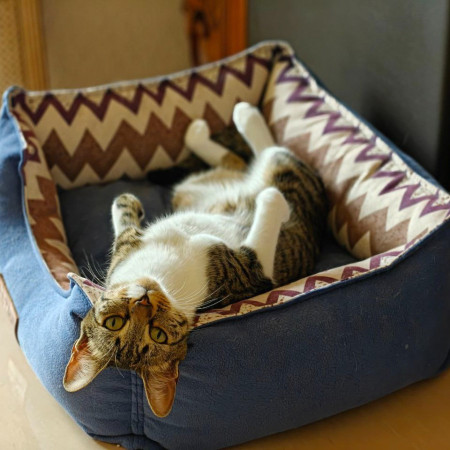 Ищу самого лучшего и ответственного хозяина для кошечки Фреи., Табби, Университет, Кошка в хорошие руки