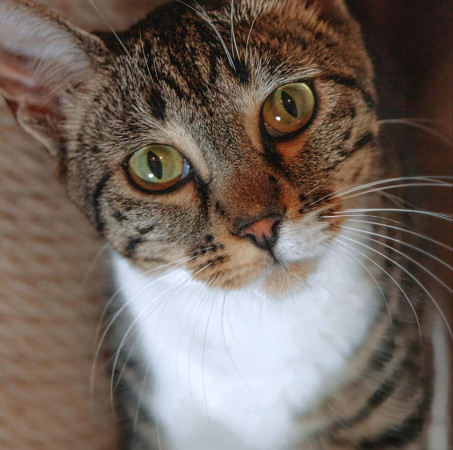 Ищу самого лучшего и ответственного хозяина для кошечки Фреи., Табби, Университет, Кошка в хорошие руки