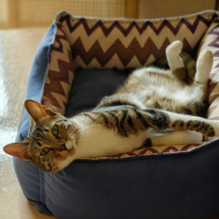 Ищу самого лучшего и ответственного хозяина для кошечки Фреи., Табби, Университет, Кошка в хорошие руки