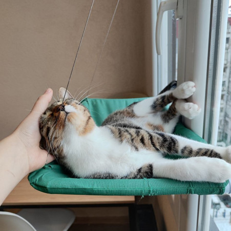 Ищу самого лучшего и ответственного хозяина для кошечки Фреи., Табби, Университет, Кошка в хорошие руки