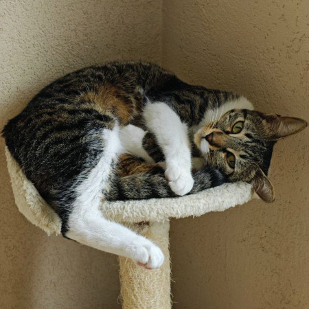 Ищу самого лучшего и ответственного хозяина для кошечки Фреи., Табби, Университет, Кошка в хорошие руки