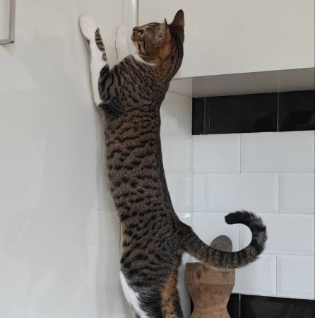 Ищу самого лучшего и ответственного хозяина для кошечки Фреи., Табби, Университет, Кошка в хорошие руки