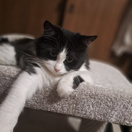 Кошечка Фелиция в добрые руки. В дар!, Черный с белым, Комсомольская, Кошка в хорошие руки