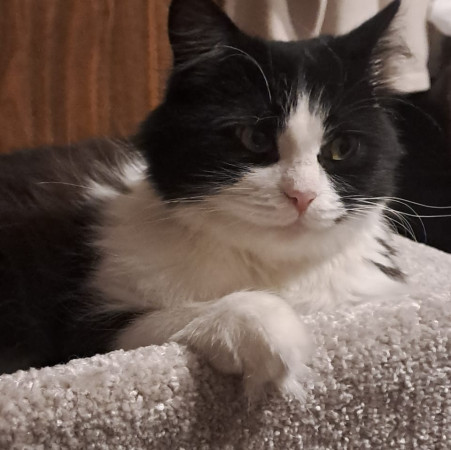 Кошечка Фелиция в добрые руки. В дар!, Черный с белым, Комсомольская, Кошка в хорошие руки