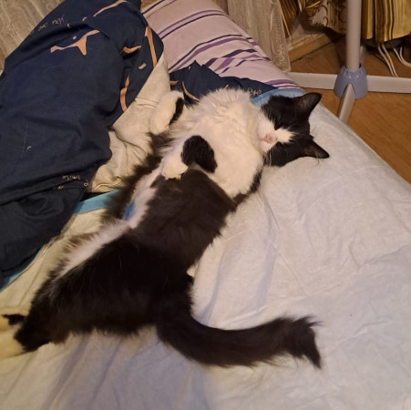 Кошечка Фелиция в добрые руки. В дар!, Черный с белым, Комсомольская, Кошка в хорошие руки