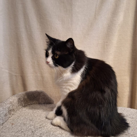 Кошечка Фелиция в добрые руки. В дар!, Черный с белым, Комсомольская, Кошка в хорошие руки