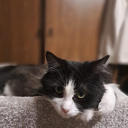 Кошечка Фелиция в добрые руки. В дар!, Черный с белым, Комсомольская, Кошка в хорошие руки