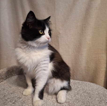 Кошечка Фелиция в добрые руки. В дар!, Черный с белым, Комсомольская, Кошка в хорошие руки