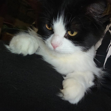 Кошечка Фелиция в добрые руки. В дар!, Черный с белым, Комсомольская, Кошка в хорошие руки