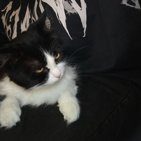 Кошечка Фелиция в добрые руки. В дар!, Черный с белым, Комсомольская, Кошка в хорошие руки