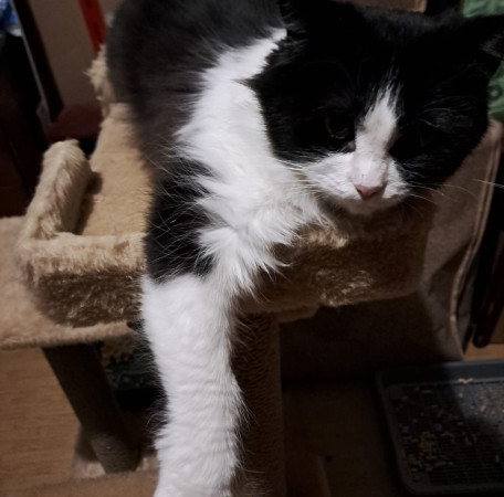 Кошечка Фелиция в добрые руки. В дар!, Черный с белым, Комсомольская, Кошка в хорошие руки