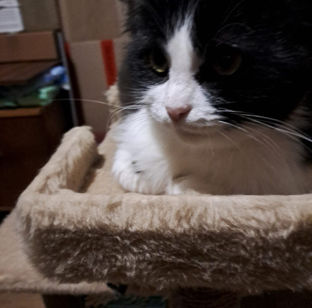 Кошечка Фелиция в добрые руки. В дар!, Черный с белым, Комсомольская, Кошка в хорошие руки