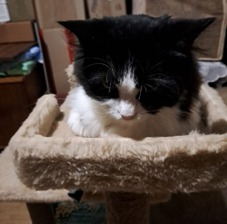 Кошечка Фелиция в добрые руки. В дар!, Черный с белым, Комсомольская, Кошка в хорошие руки