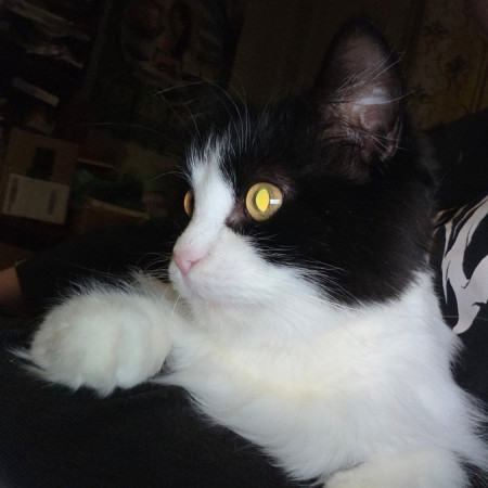 Кошечка Фелиция в добрые руки. В дар!, Черный с белым, Комсомольская, Кошка в хорошие руки