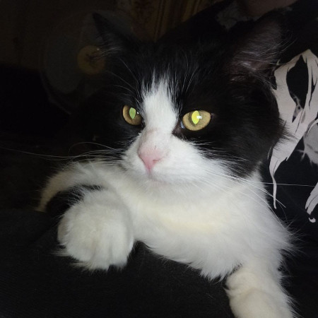Кошечка Фелиция в добрые руки. В дар!, Черный с белым, Комсомольская, Кошка в хорошие руки