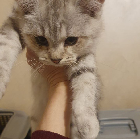 Очаровательный малыш в дар!, котенок 2 месяца