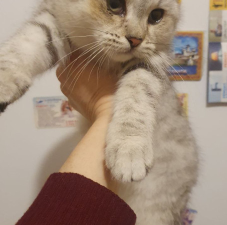 Очаровательный малыш в дар!, котенок 2 месяца