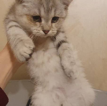 Очаровательный малыш в дар!, котенок 2 месяца